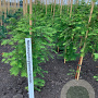 Metasequoia glyptostroboides 80-100 cm met kluit
