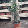 Osmanthus burkwoodii 50-60 cm 3,0L
