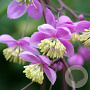 Thalictrum rochebrunianum GM P9