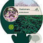 Thalictrum rochebrunianum GM P9