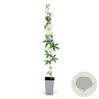 Passiflora caerulea 80-100 cm 2,5L