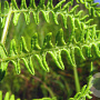 Thelypteris palustris GM P9