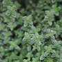 Thymus citriodorus GM P9