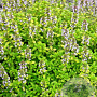 Thymus citriodorus GM P9