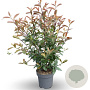 Photinia fraseri 'Red Robin' 125-150 cm 12L