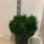 Pinus mugo pumilio 40-50 cm 7,5L