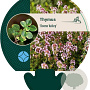 Thymus 'Doone Valley' GM P9