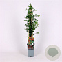 Pyracantha 'Orange Glow' 70 cm 2,0L