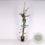 Pyracantha 'Soleil d'Or' 150-175 cm 5,0L