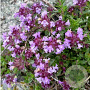 Thymus praecox GM P9