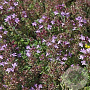 Thymus praecox GM P9