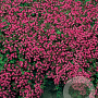 Thymus praecox 'Coccineus' GM P9