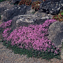 Thymus praecox 'Coccineus' GM P9