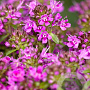 Thymus praecox 'Coccineus' GM P9