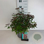 Spiraea jap. 'Anthony Waterer' 30-40 cm 3,5L