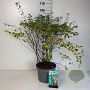Spiraea vanhouttei 60-80 cm 10L