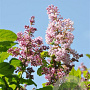 Syringa hyac. 'Esther Staley' 125-150 cm 12L 5-8 tak
