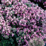Thymus praecox 'Pseudolanuginosus' GM P9