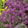 Thymus praecox 'Purple Beauty' GM P9