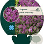 Thymus praecox 'Purple Beauty' GM P9