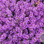 Thymus praecox 'Purple Beauty' GM P9