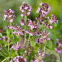 Thymus serpyllum GM P9