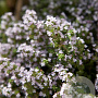 Thymus vulgaris GM P9