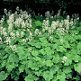 Tiarella cordifolia GM P9