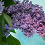 Syringa v. 'Olivier de Serres' 100-125 cm 12L 5-8 tak najaarspotting