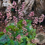 Tiarella cordifolia 'Rosalie' GM P9