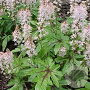 Tiarella 'Ninja' GM P9