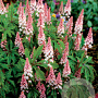 Tiarella 'Pink Skyrocket' GM P9