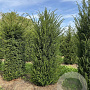 Taxus baccata 150-175 cm draadkluit