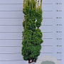 Taxus b. 'David' 90-100 cm met kluit