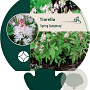 Tiarella 'Spring Symphony' GM P9