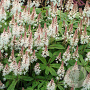 Tiarella 'Spring Symphony' GM P9