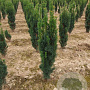 Taxus b. 'Fastigiata Robusta' 60-70 cm met kluit