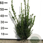 Taxus media 'Hillii' 40-50 cm met kluit