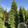 Thuja occ. 'Brabant' 300-350 cm draadkluit