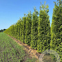 Thuja occ. 'Brabant' 300-350 cm draadkluit