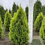 Thuja occ. Golden Smaragd 80-100 cm met kluit