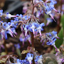 Trachystemon orientalis GM P9