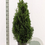 Thuja occ. 'Holmstrup' 120-140 cm met kluit