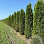 Thuja occ. 'Smaragd' 250-275 cm draadkluit