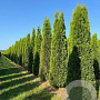Thuja occ. 'Smaragd' 300-350 cm draadkluit