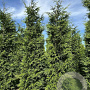 Thuja pl. 'Excelsa' 250-300 cm draadkluit