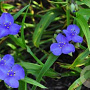 Tradescantia (A) 'Leonora' GM P9