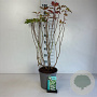 Viburnum opulus 'Roseum' 60-80 cm cont. 65L