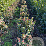 Viburnum tinus 50-60 cm met kluit
