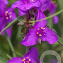 Tradescantia (A) 'Red Grape' GM P9